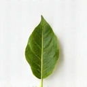Icono de una hoja que simboliza pureza natural