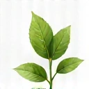 Icono de una hoja o brote, para Vitalidad